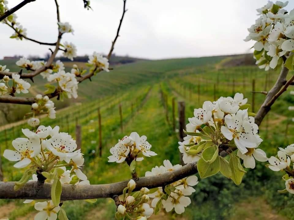 Cascina Valtignosa Camere Con Vigna Cassine Exterior foto