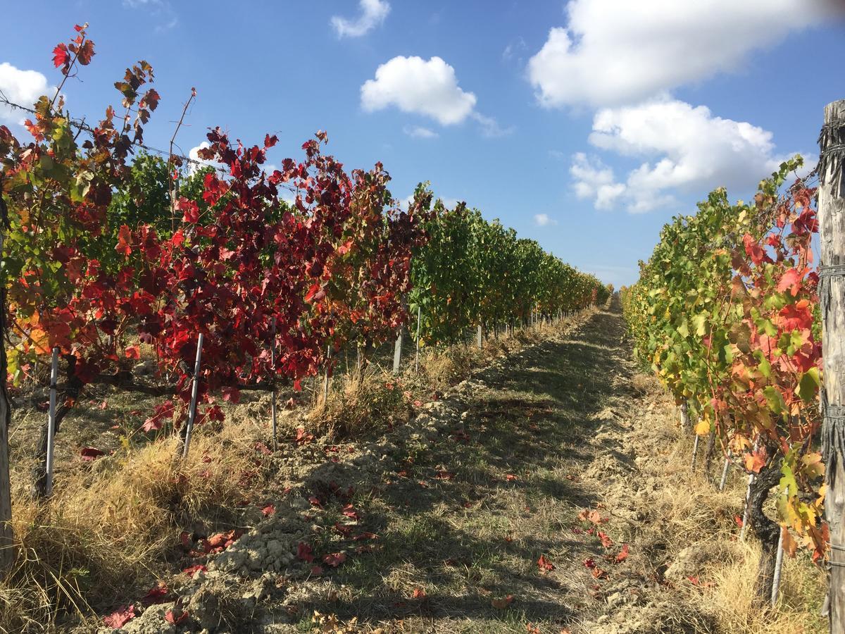 Cascina Valtignosa Camere Con Vigna Cassine Exterior foto